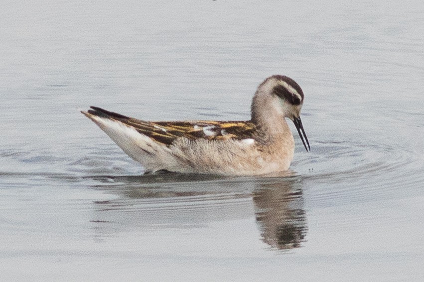 Phalarope à bec étroit - ML601348191