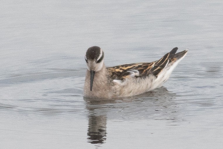 Phalarope à bec étroit - ML601348201