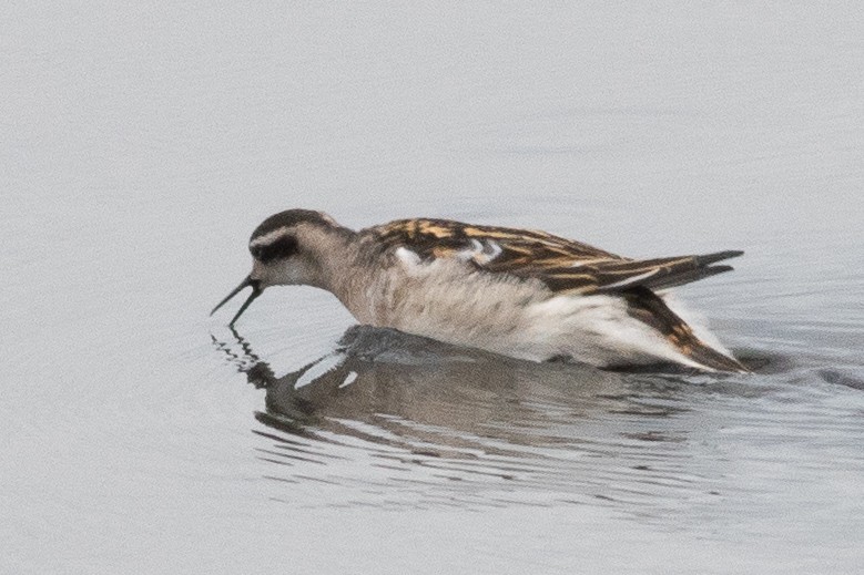 Phalarope à bec étroit - ML601348211