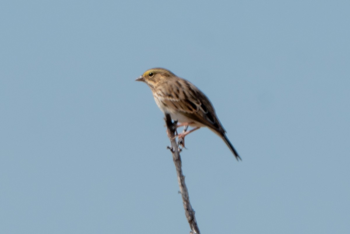 Savannah Sparrow - ML601348231