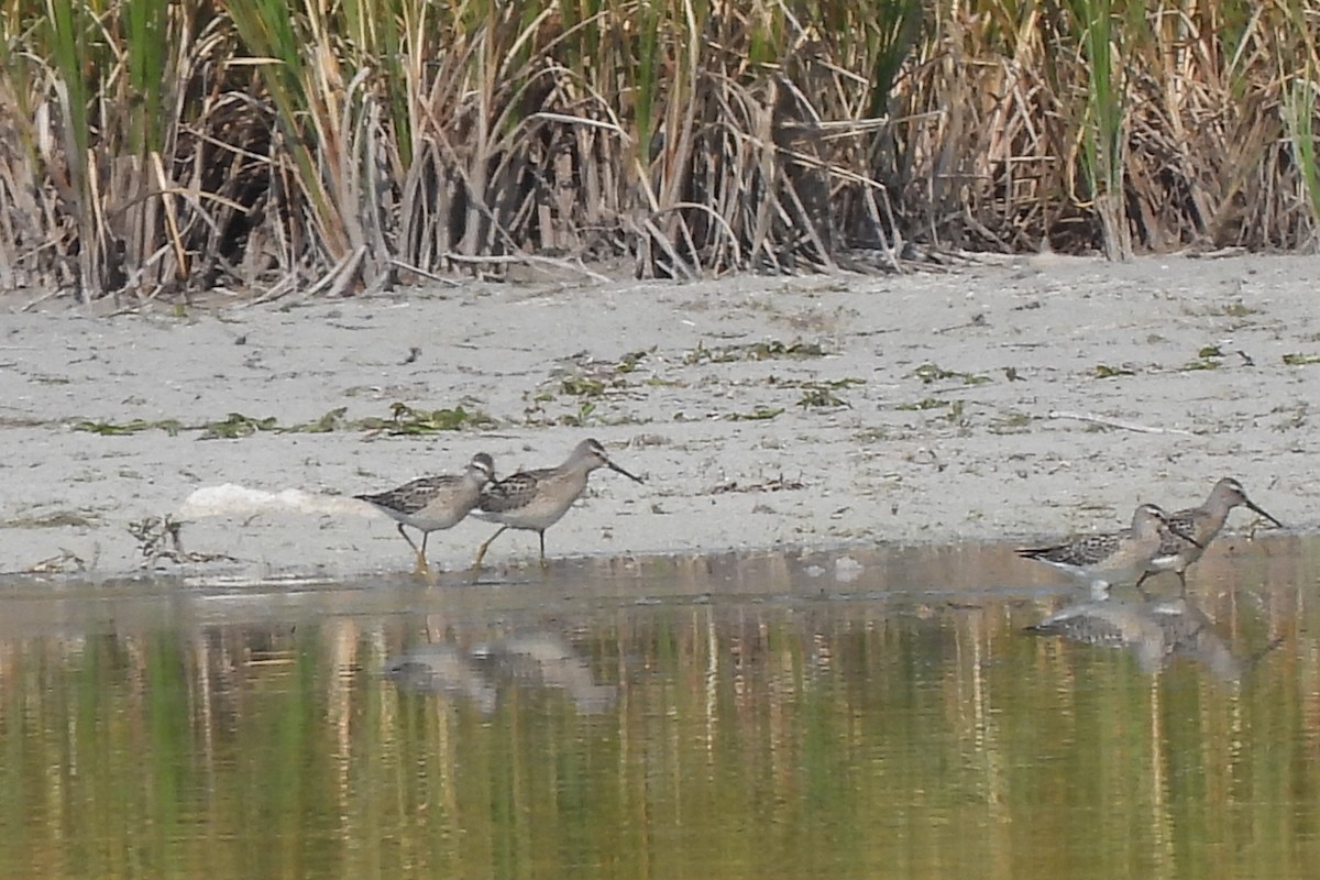 Stilt Sandpiper - ML601349621