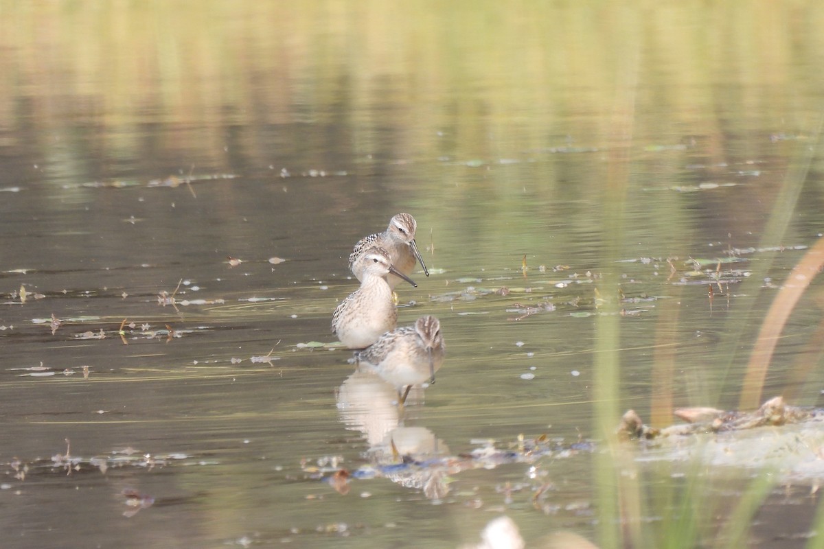 Stilt Sandpiper - ML601349631