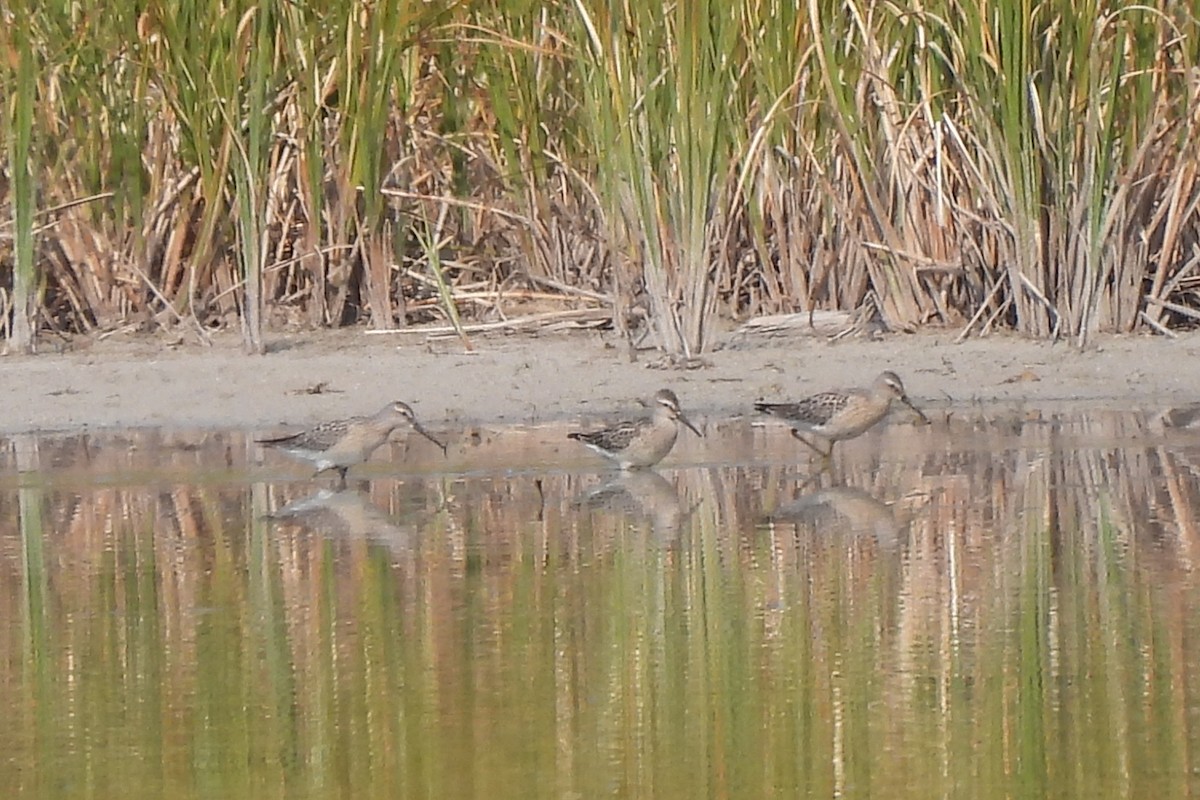 Stilt Sandpiper - ML601349641