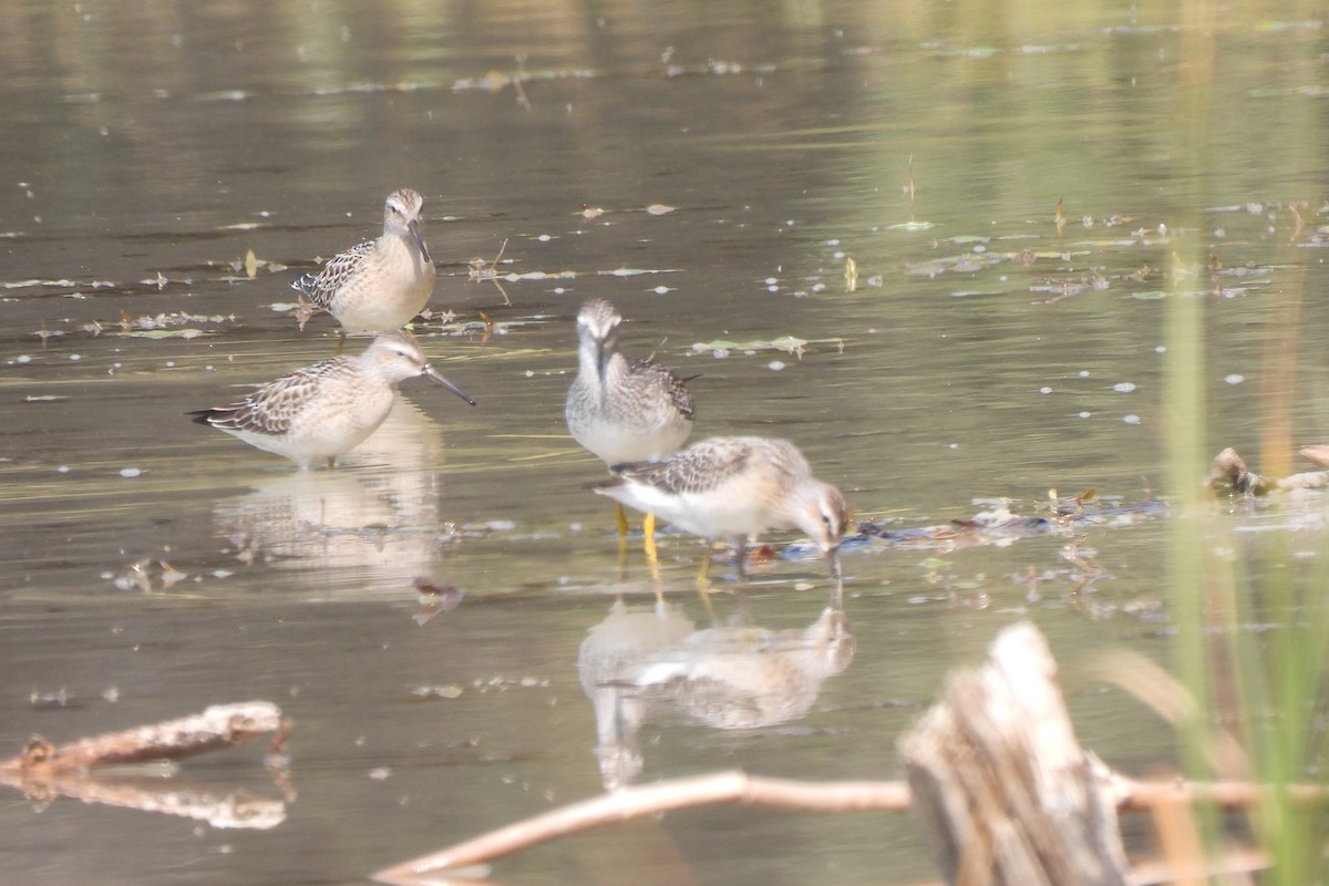 Stilt Sandpiper - ML601349671