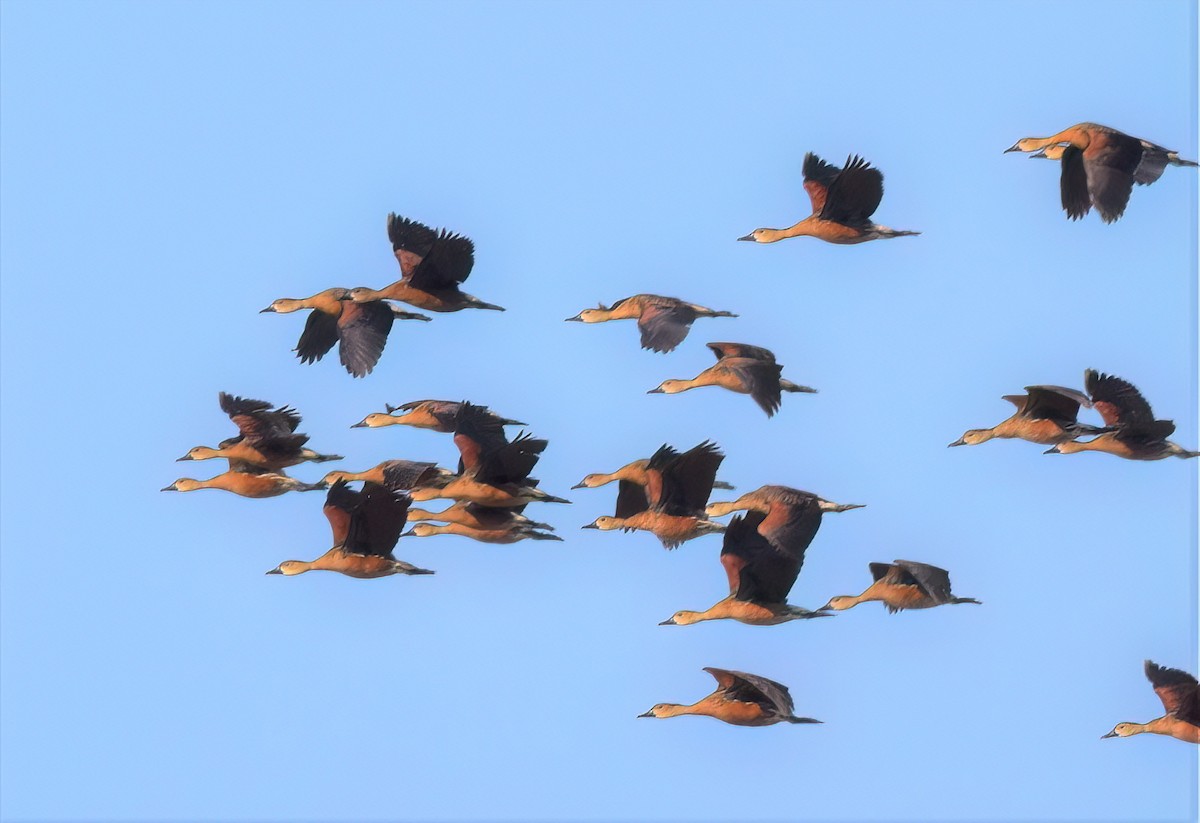 Wandering Whistling-Duck - ML601350031