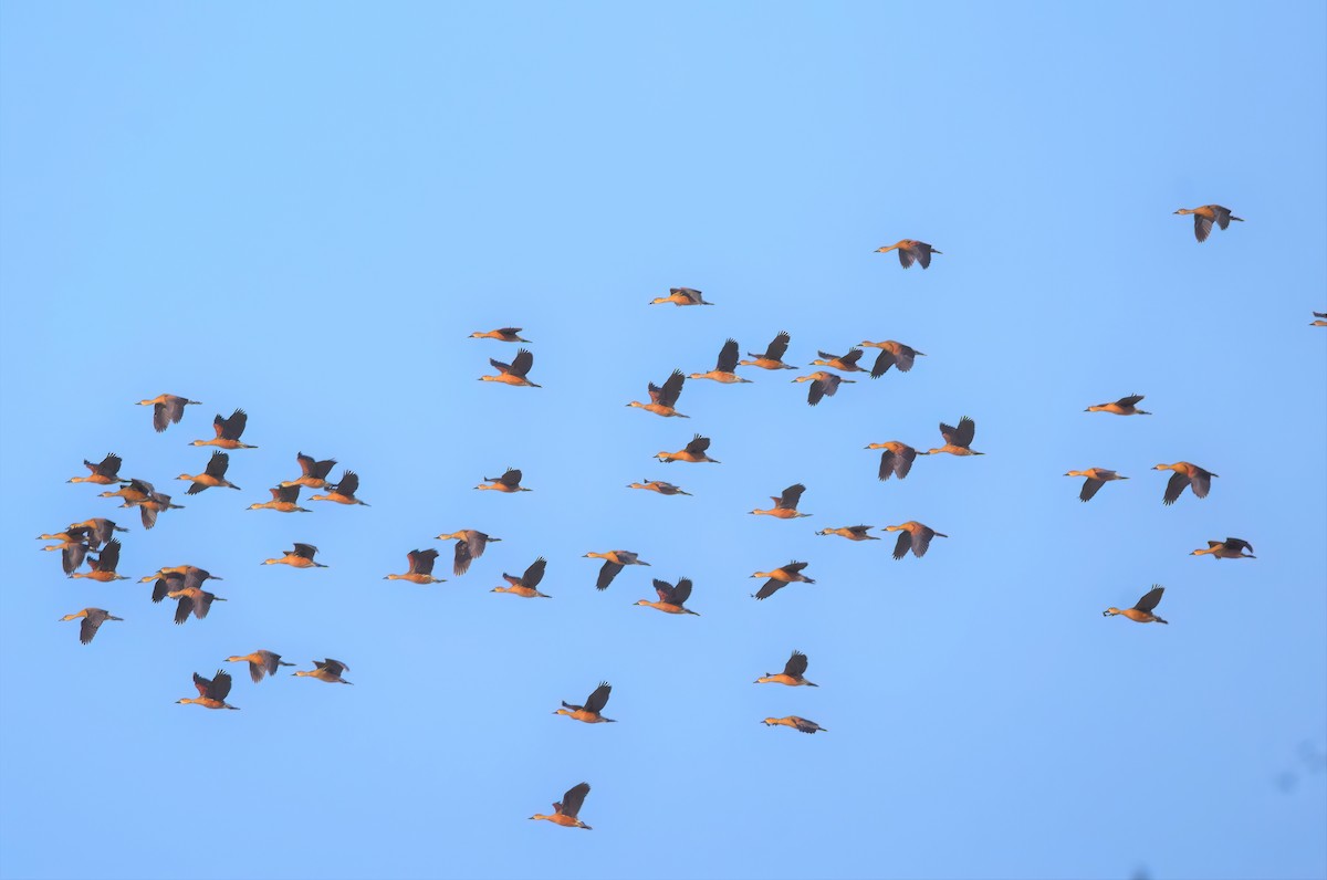 Wandering Whistling-Duck - ML601350531