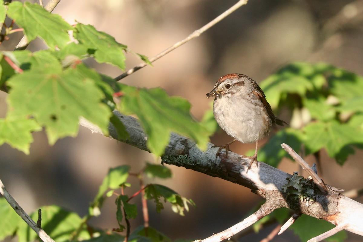 Swamp Sparrow - ML601353911