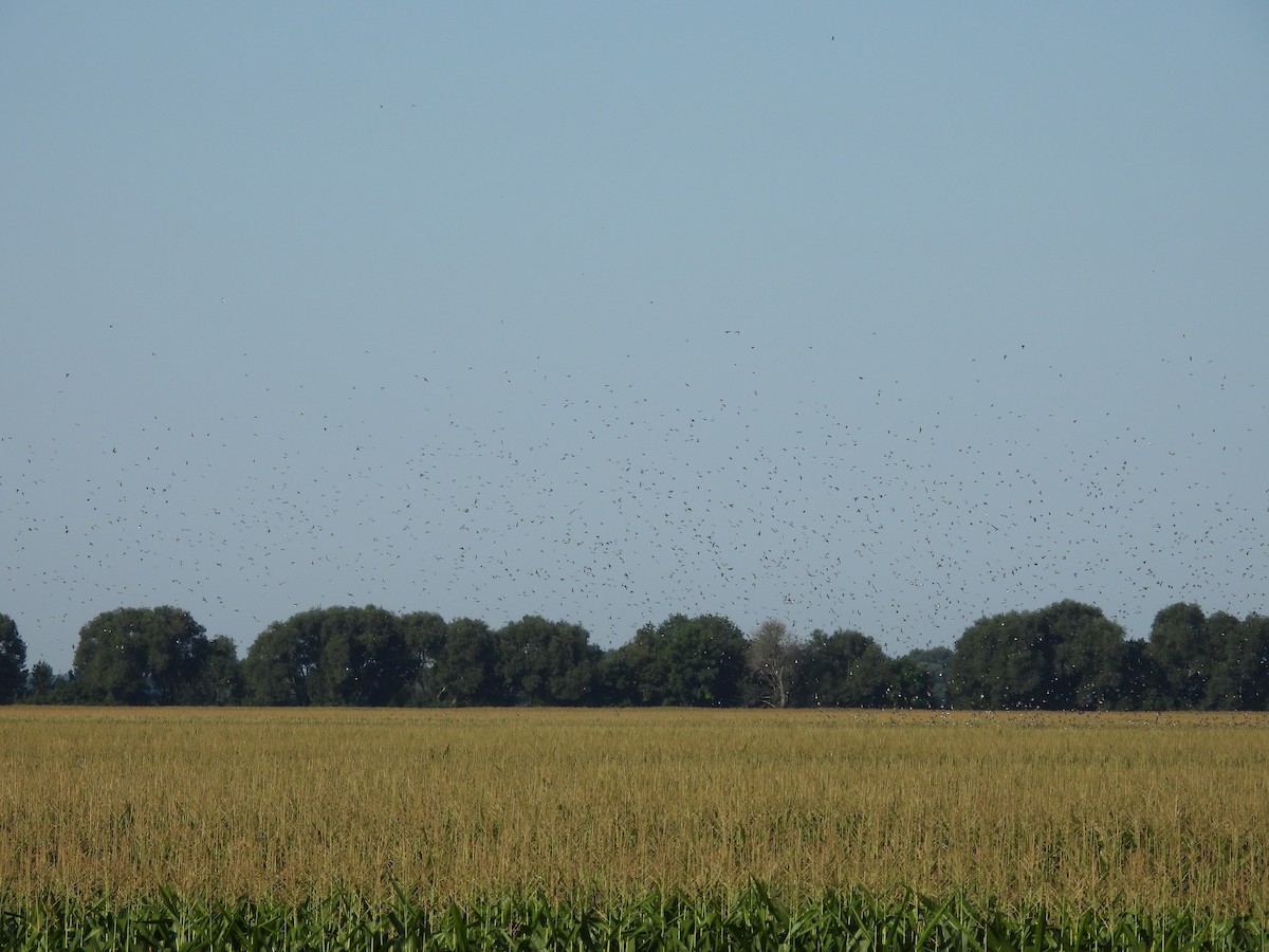 swallow sp. - ML601354011