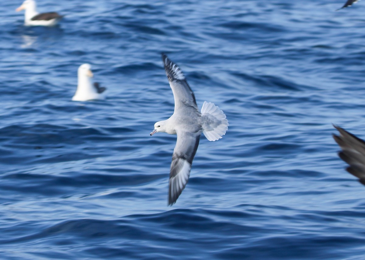 Southern Fulmar - ML601354031