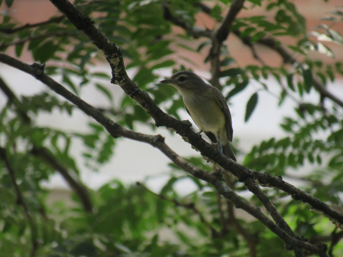 Warbling Vireo (Eastern) - ML601354711