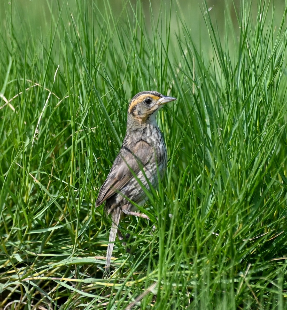 Saltmarsh Sparrow - John W