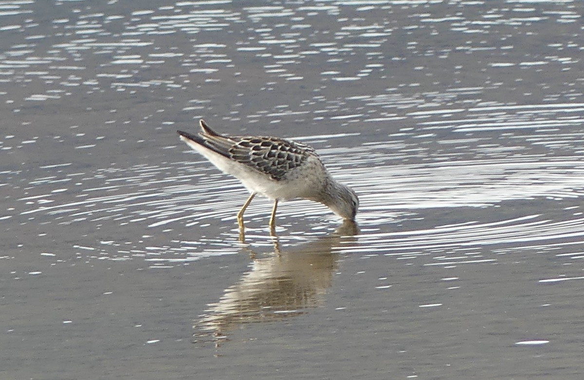 Stilt Sandpiper - Mary McCafferty