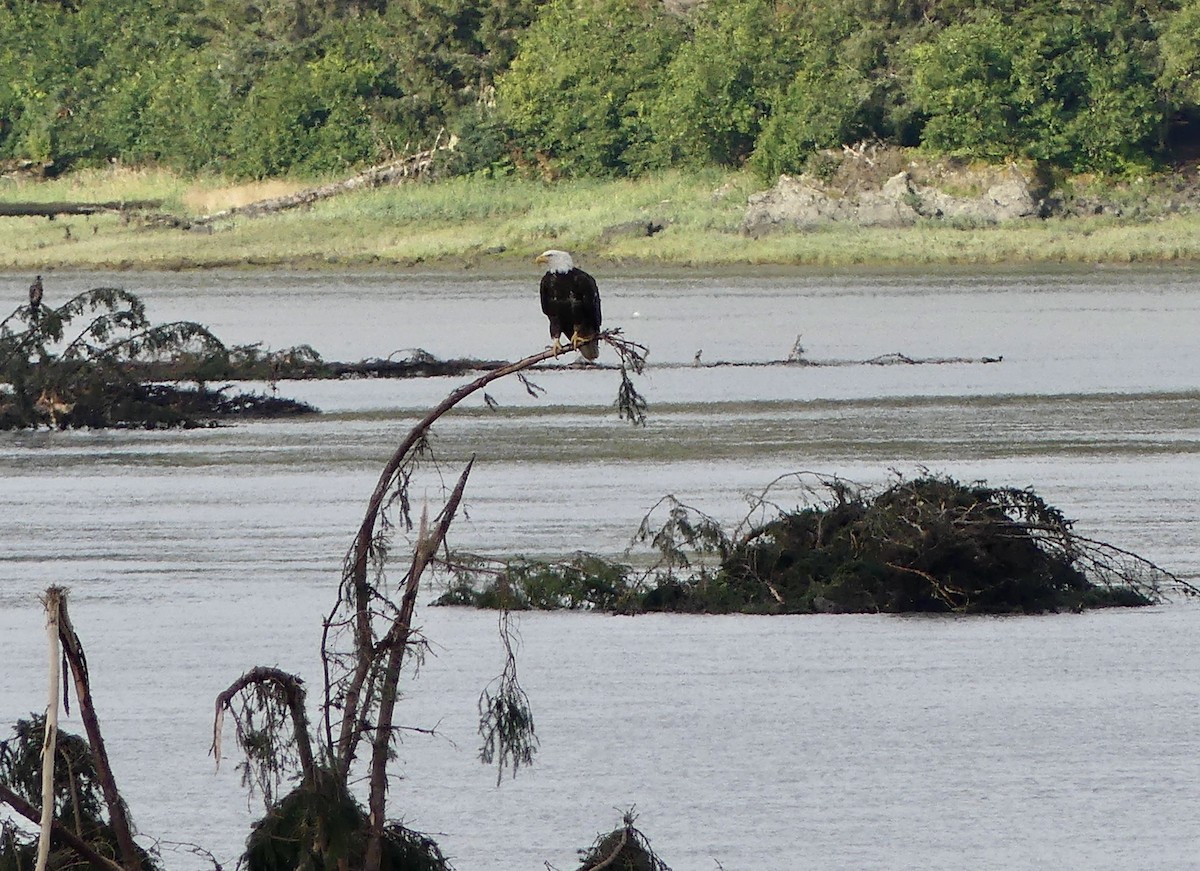 Bald Eagle - ML601357311