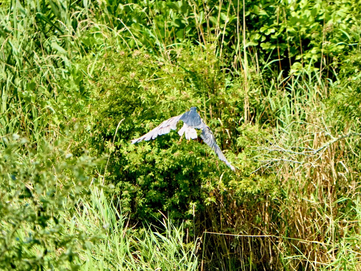 Black-crowned Night Heron - Ingrid Messbauer