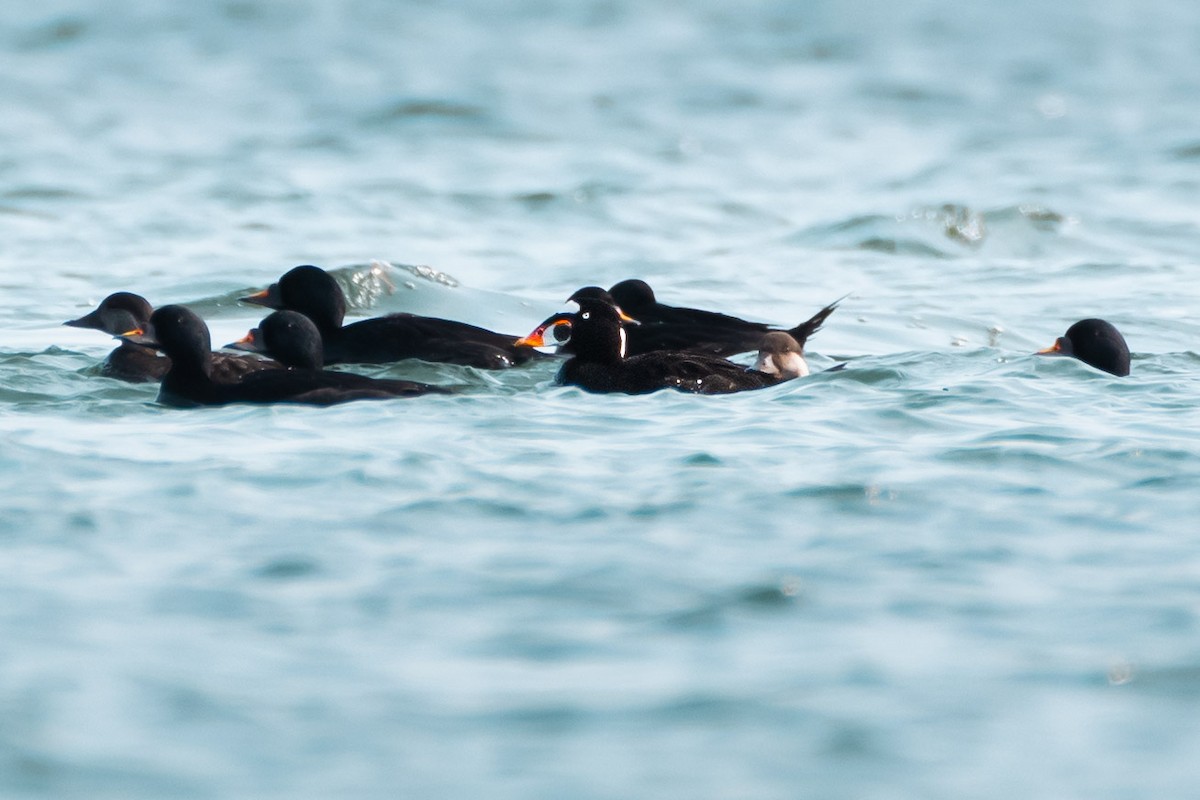 Surf Scoter - Lukáš  Brezniak