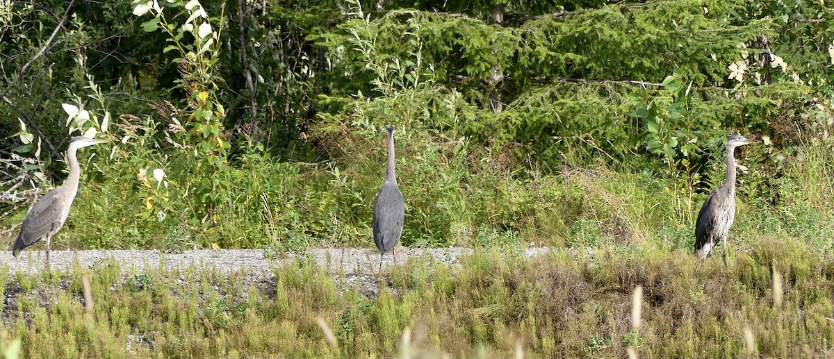 Great Blue Heron - ML601357641