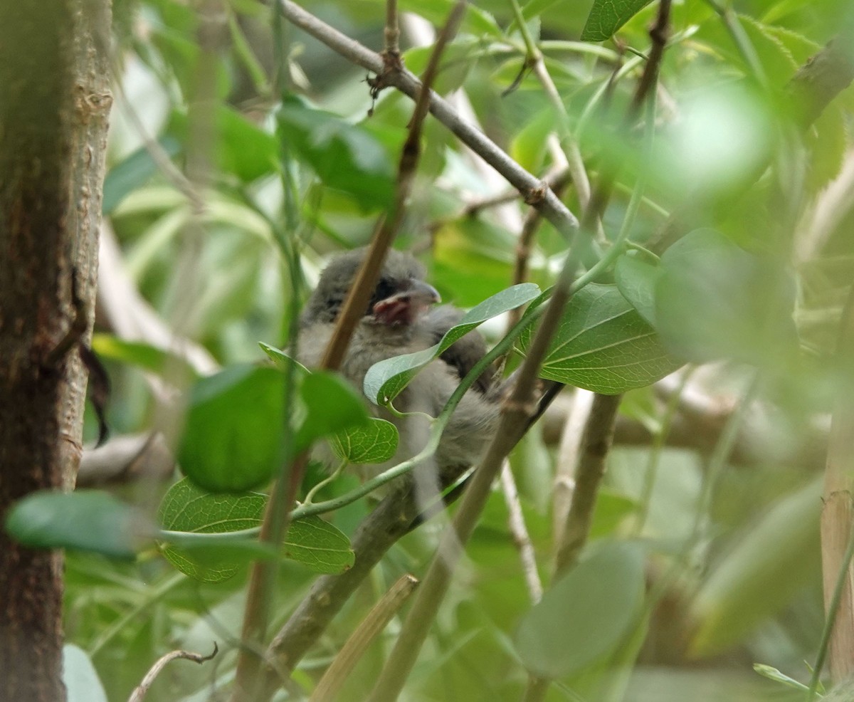 Yellow-billed Cuckoo - ML601357871