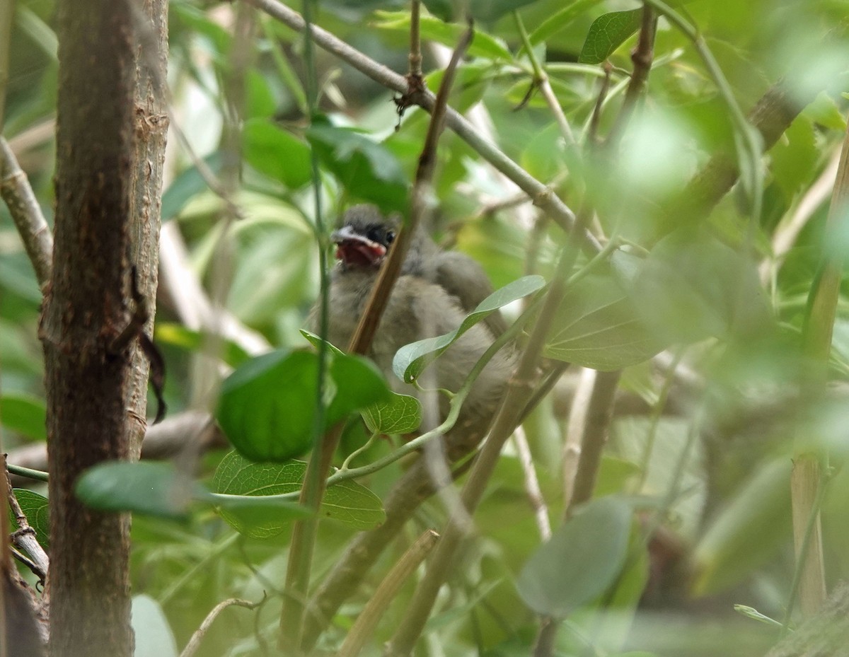 Yellow-billed Cuckoo - ML601357891