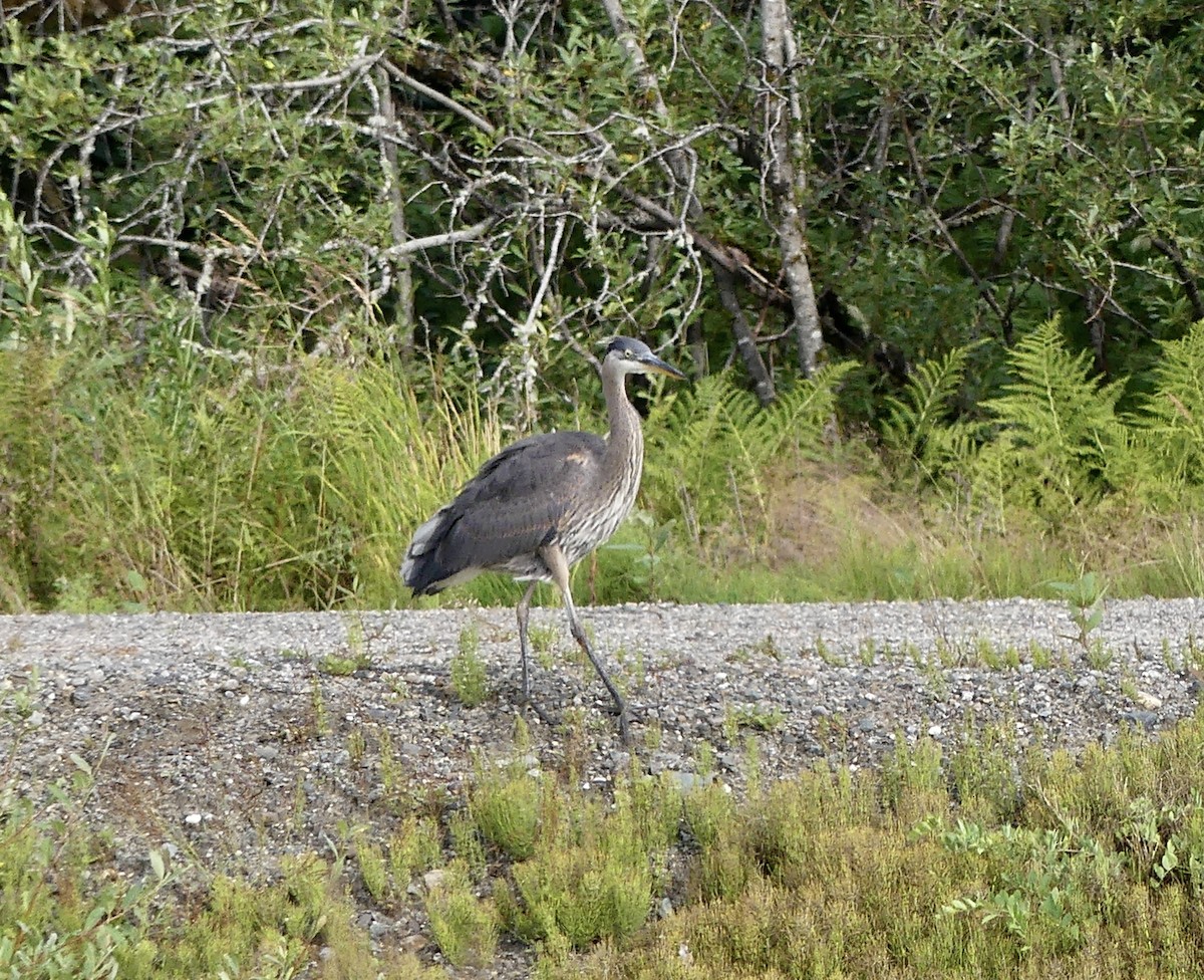 Garza Azulada - ML601358081