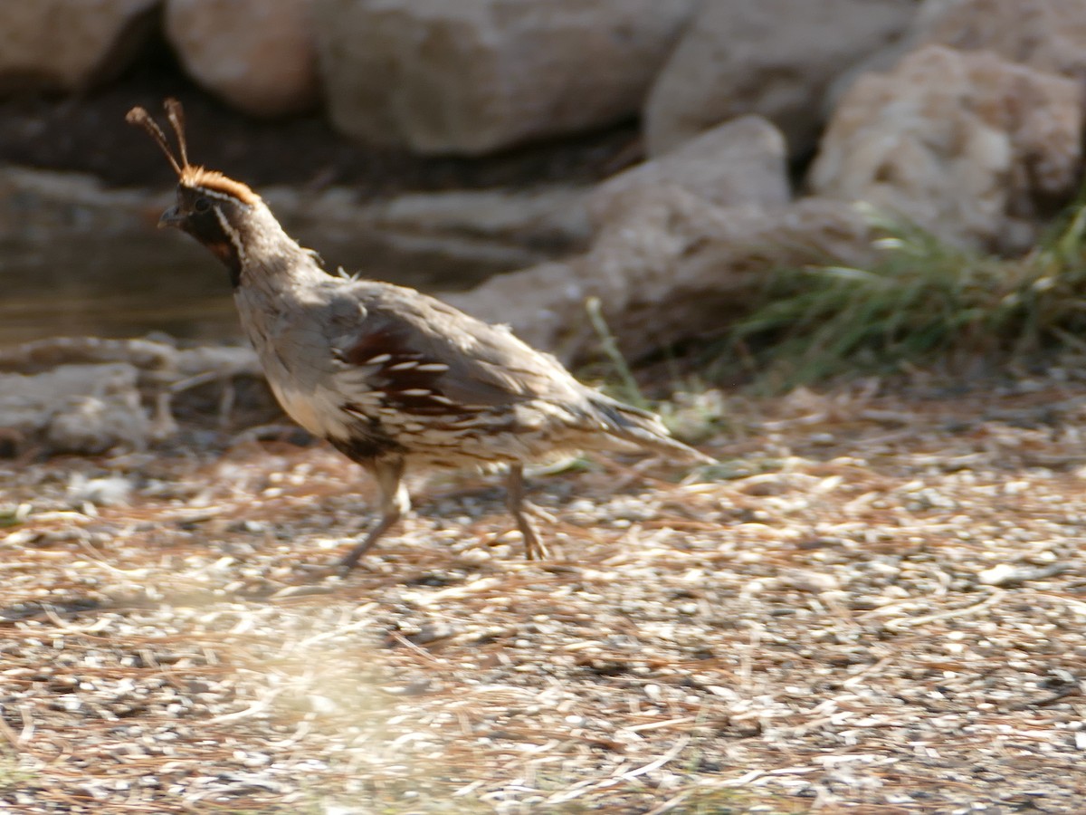 Gambel's Quail - ML601358951