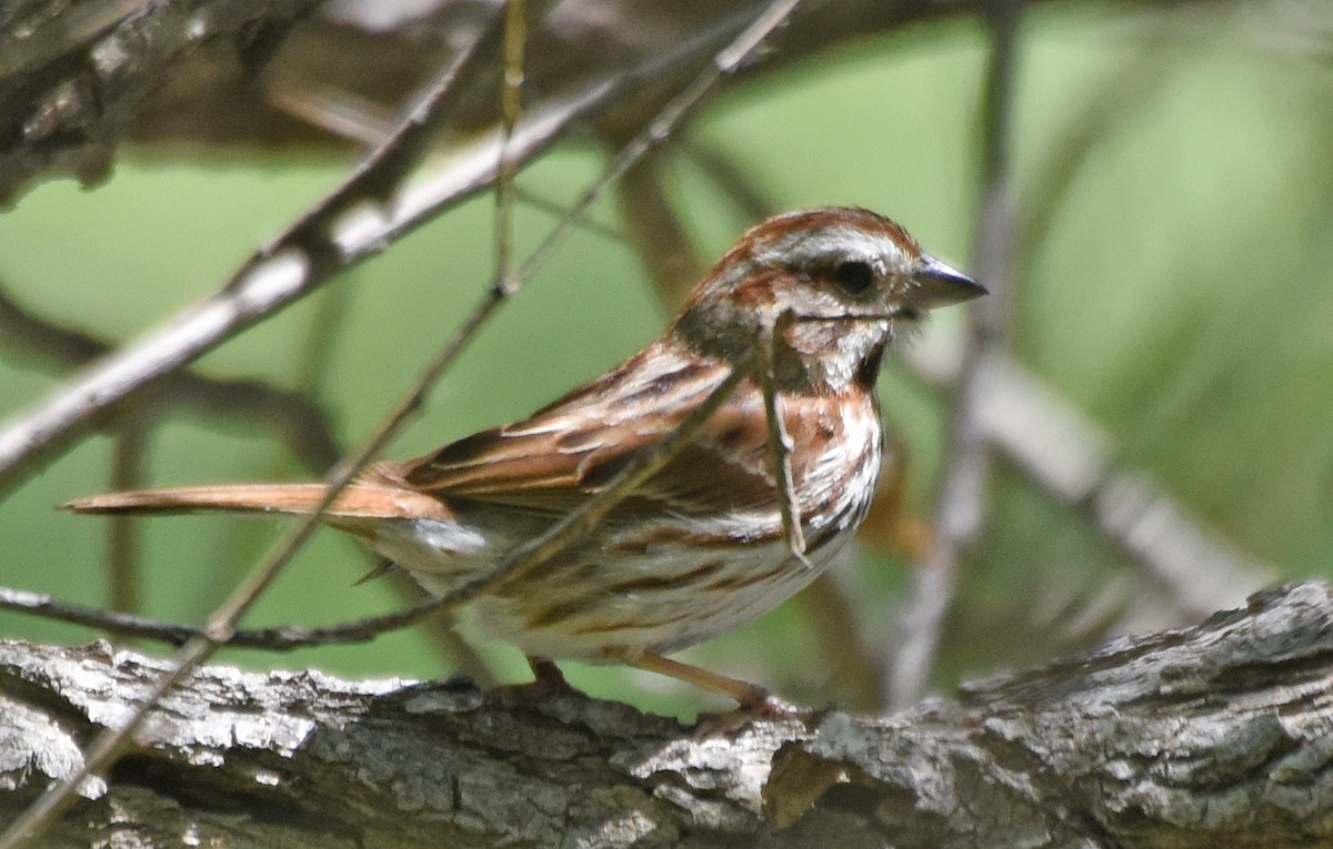 Song Sparrow - Steven Mlodinow