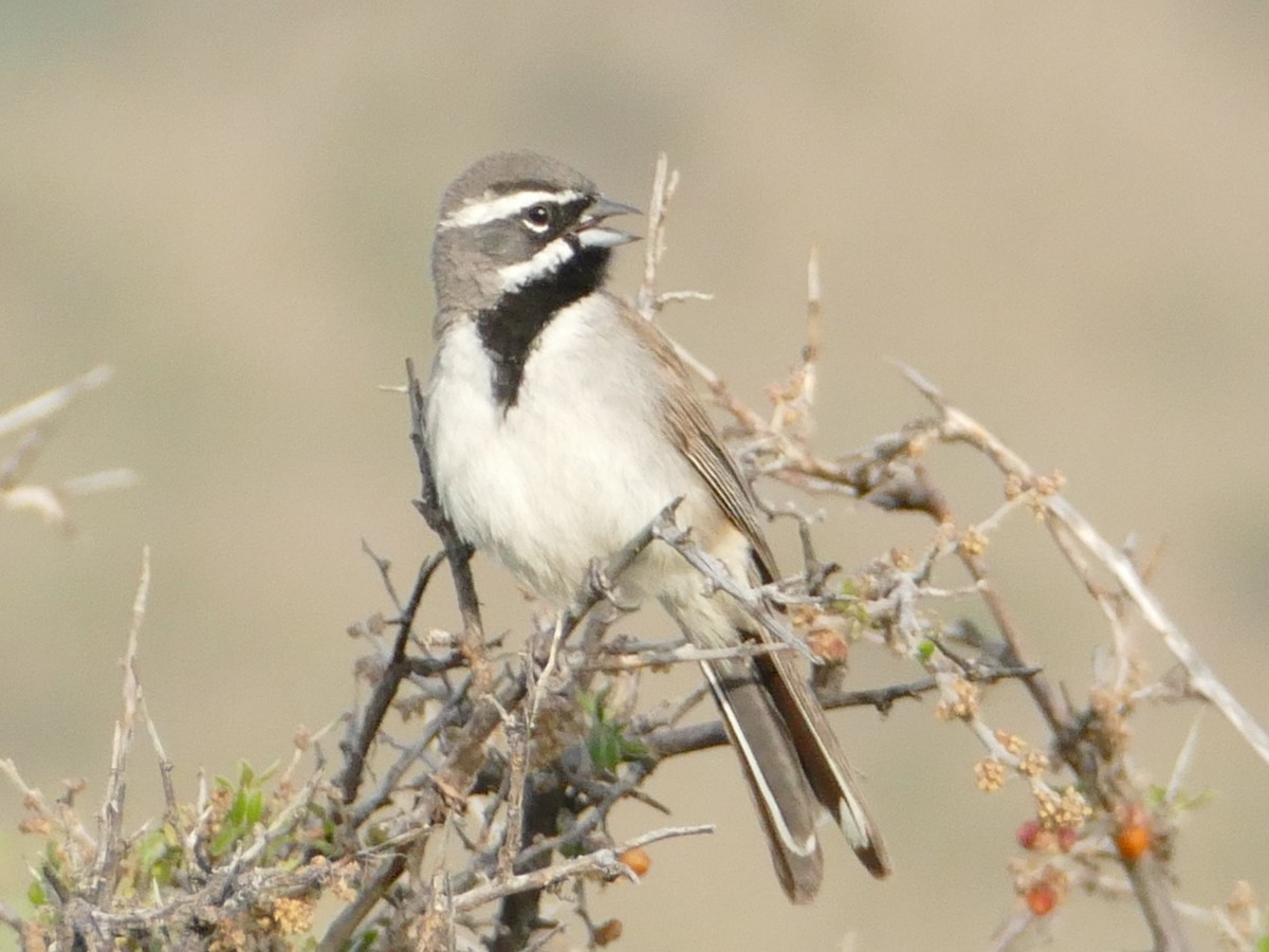 Black-throated Sparrow - ML601360031