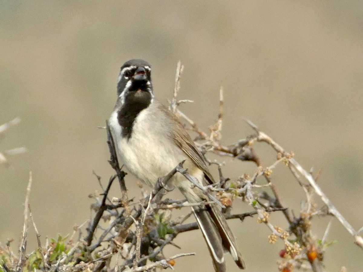 Black-throated Sparrow - ML601360041