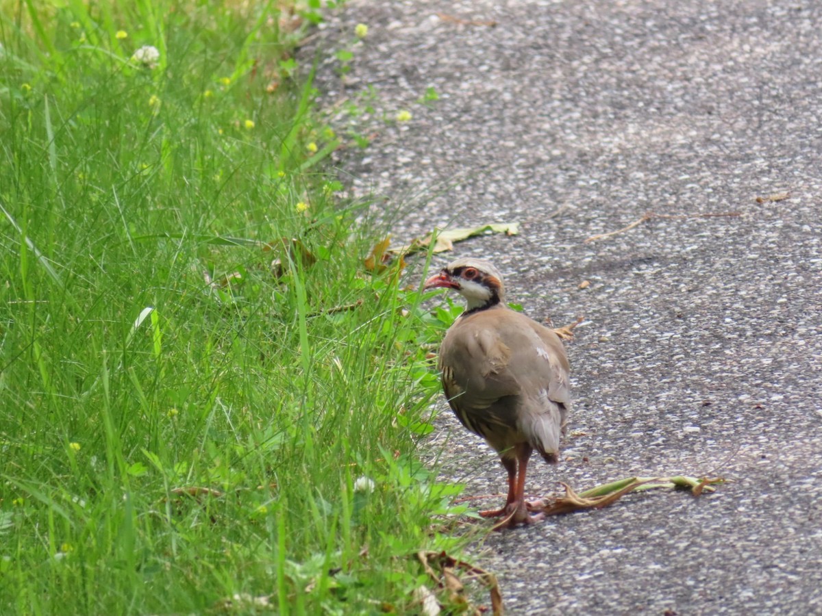 Хахилаг - ML601360091