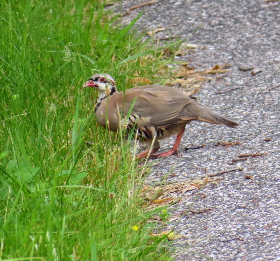 Хахилаг - ML601360101