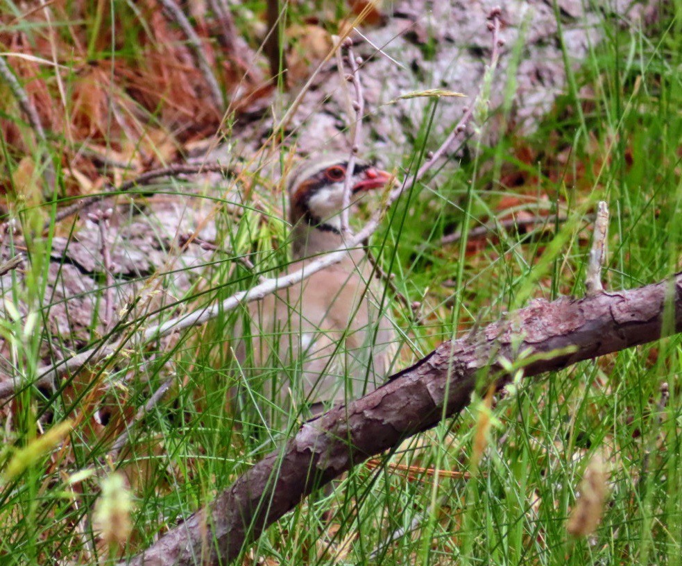 Хахилаг - ML601360111