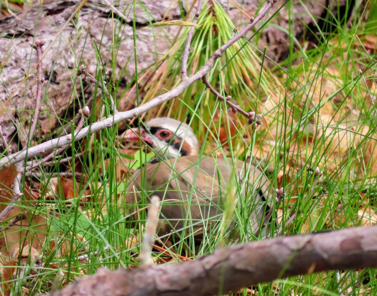 Chukar - ML601360121