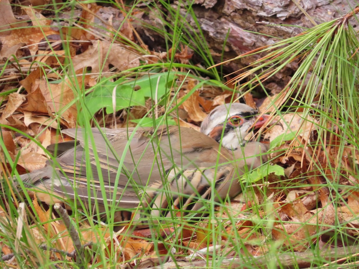 Chukar - ML601360131