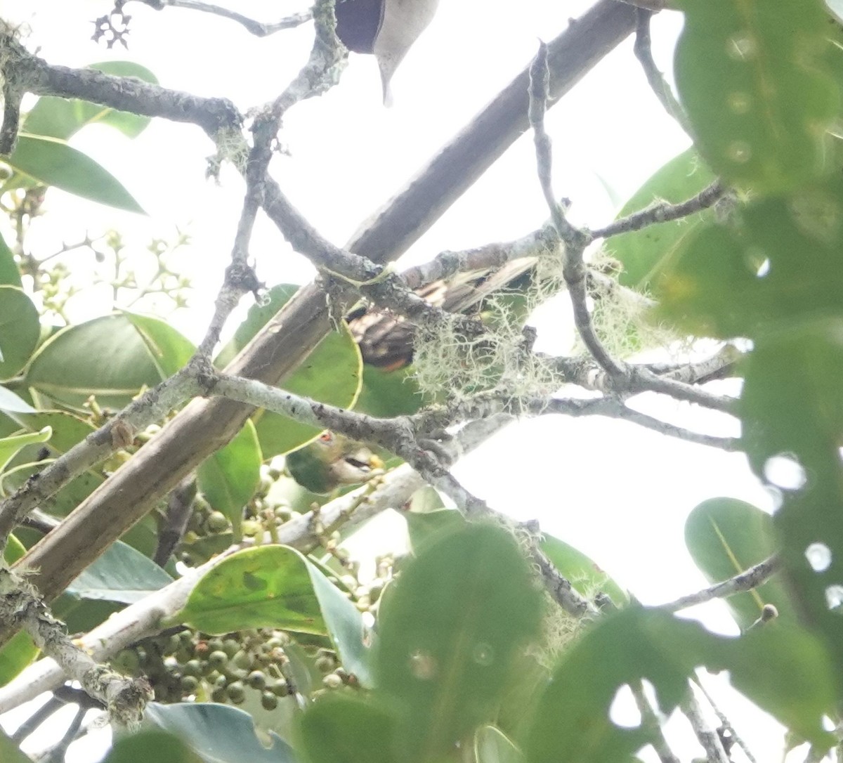 Spot-winged Parrotlet - ML601361111