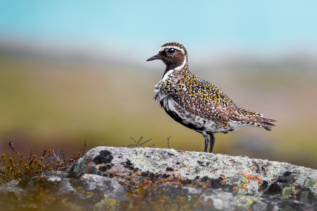 European Golden-Plover - ML601361621