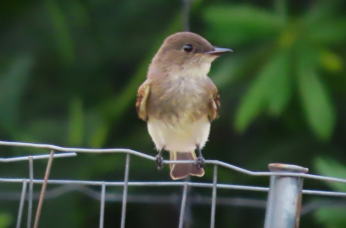 Eastern Phoebe - ML601361751
