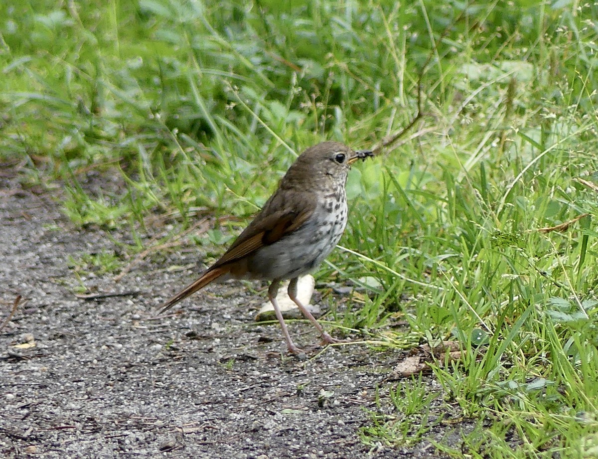 Hermit Thrush - ML601362091