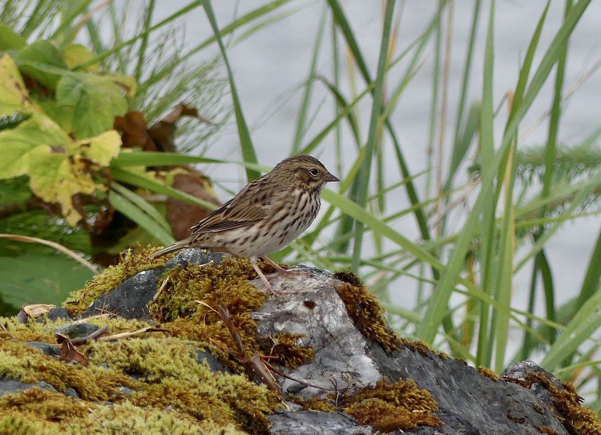 Savannah Sparrow - ML601362491