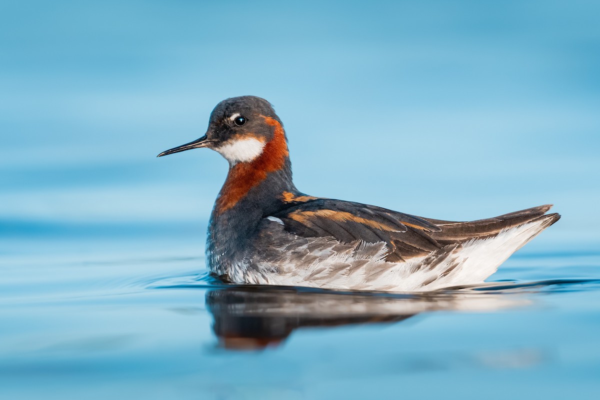 Red-necked Phalarope - Lukáš  Brezniak