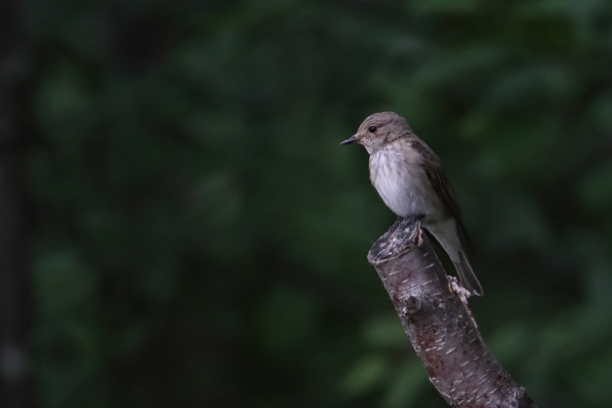 Spotted Flycatcher - ML601362891