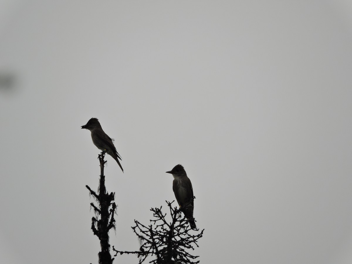 Olive-sided Flycatcher - ML60136291