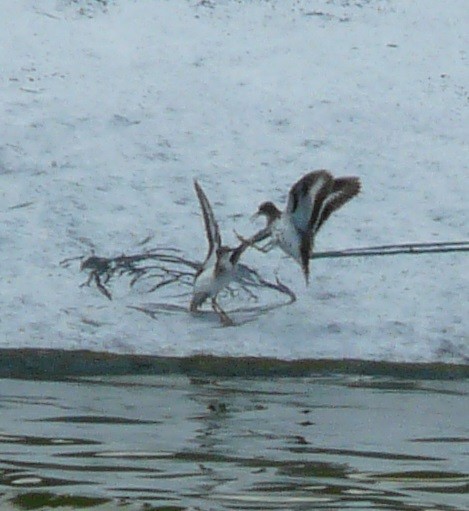 Spotted Sandpiper - ML601364441