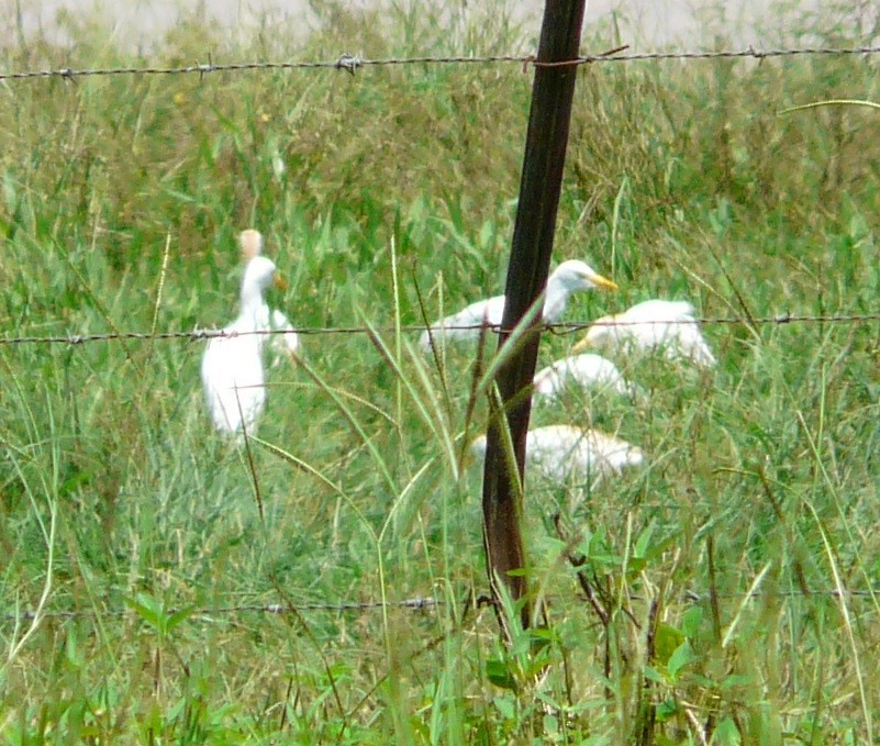 Western Cattle Egret - ML601366451