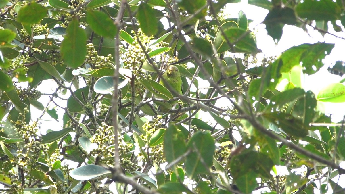 Spot-winged Parrotlet - ML601366471
