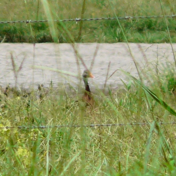 Black-bellied Whistling-Duck - ML601367011