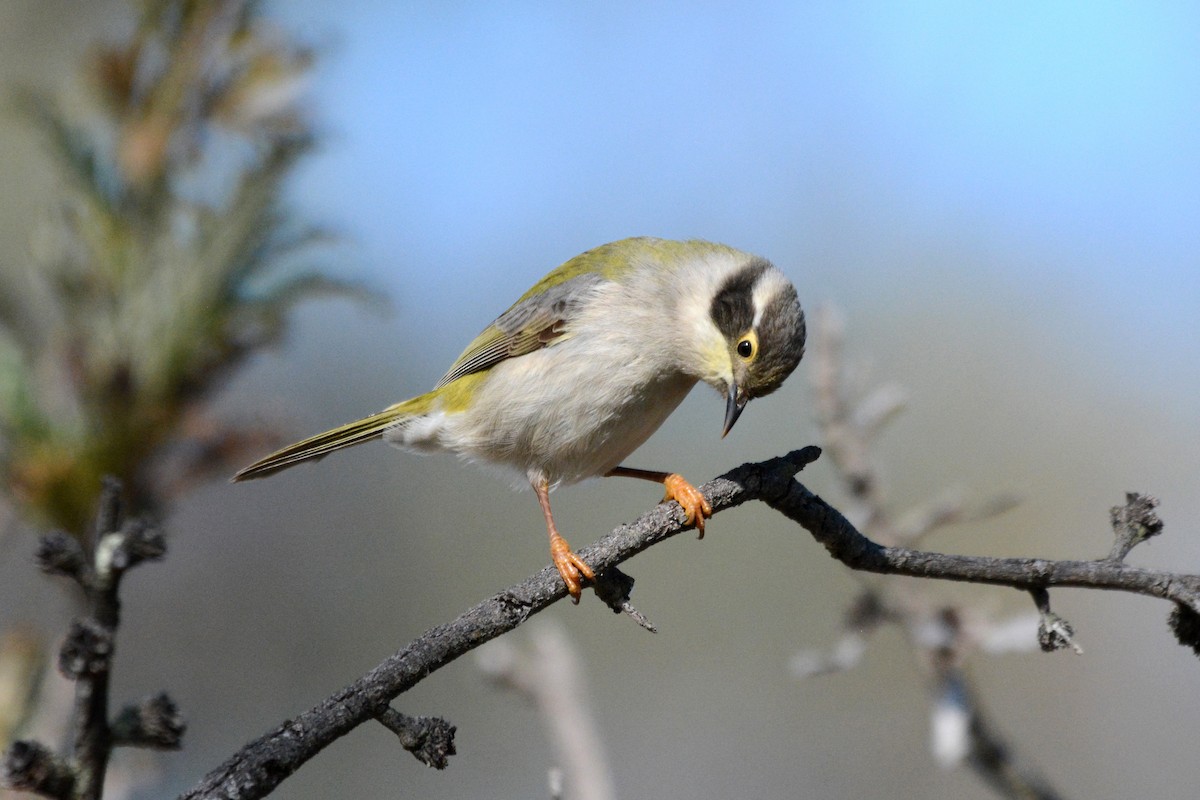 Brown-headed Honeyeater - Gerald Allen