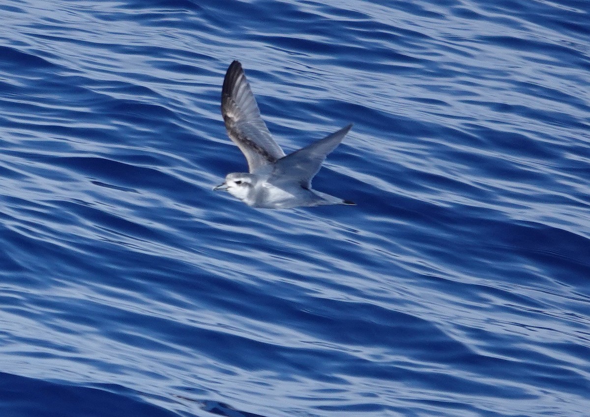 Antarctic Prion - ML601368061