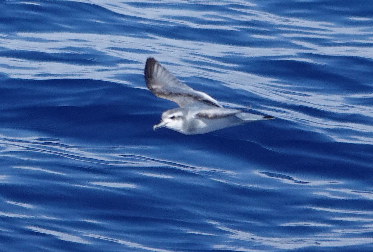 Antarctic Prion - ML601368111