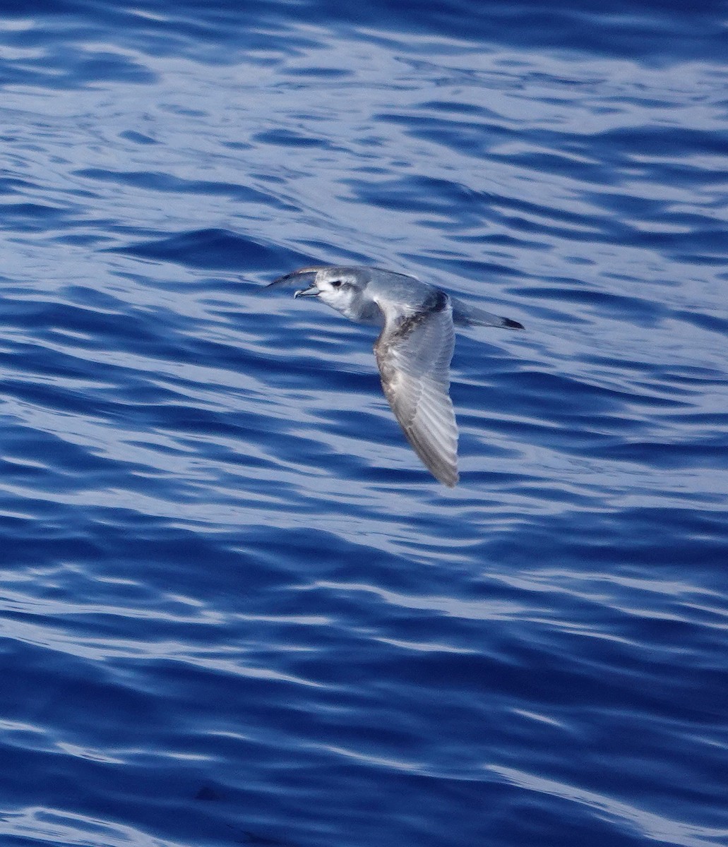 Antarctic Prion - ML601368121