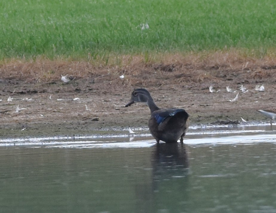 Wood Duck - ML601368861