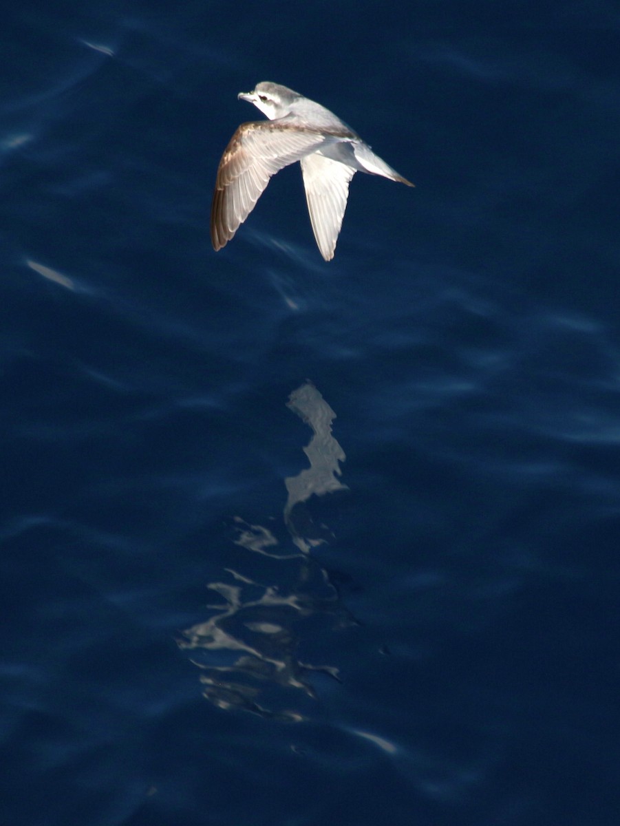 Antarctic Prion - ML601368871